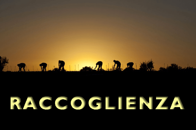raccoglienza